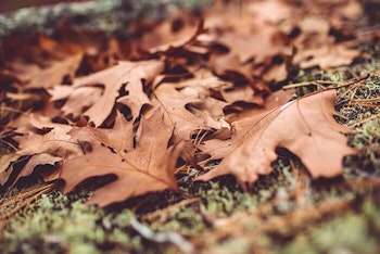 Fall Leaves