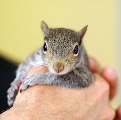 Squirrel Protected