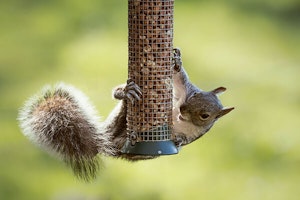 squirrel hanging on feeder squirrel hanging on feeder