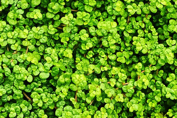 baby tears plant summerwinds california