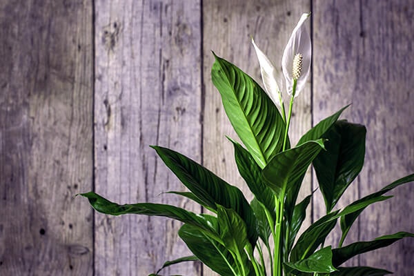 peace lily summerwinds california