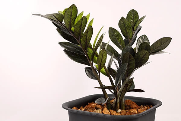 raven zz plant summerwinds california