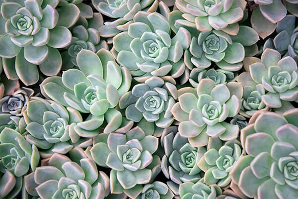 echeveria summerwinds california