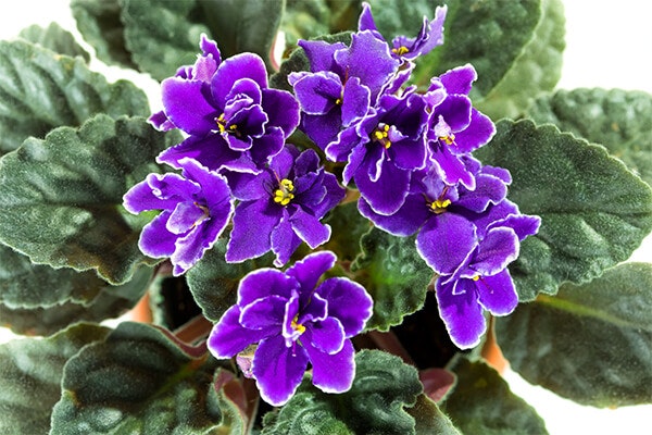 african violet summerwinds california