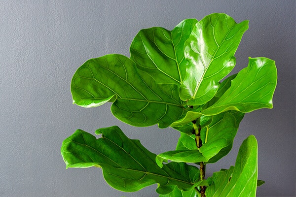 fiddle leaf fig summerwinds california
