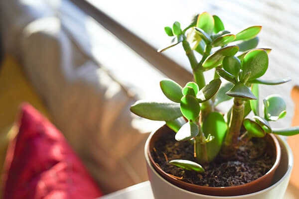 jade plant summerwinds california