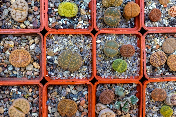 lithops plants summerwinds california