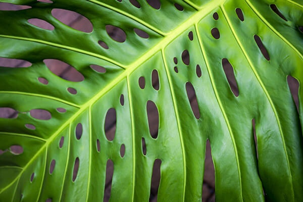 monstera deliciosa summerwinds california