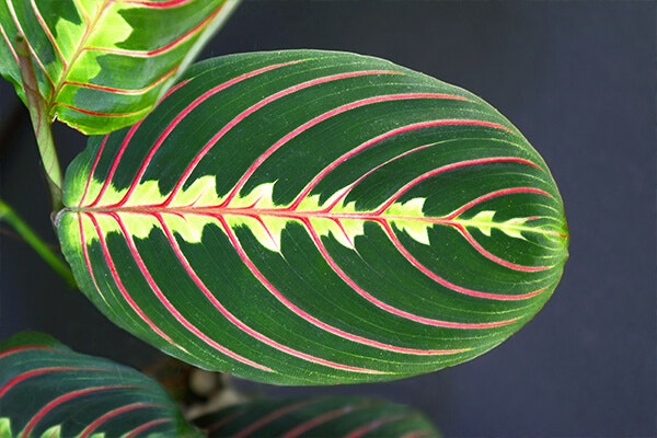 prayer plant summerwinds california