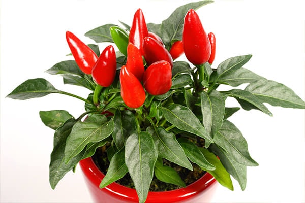 ornamental pepper plant summerwinds california