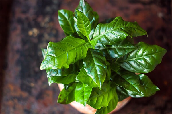 coffee plant summerwinds california