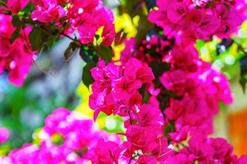 bougainvillea vine maximalist garden bougainvillea vine maximalist garden