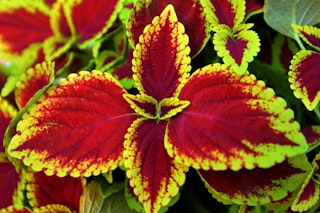 coleus maximalist garden coleus maximalist garden