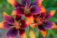 daylilies maximalist garden daylilies maximalist garden
