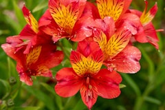 alstroemeria maximalist garden alstroemeria maximalist garden