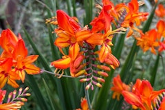 crocosmia maximalist garden crocosmia maximalist garden