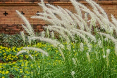 feather reed grass maximalist garden feather reed grass maximalist garden