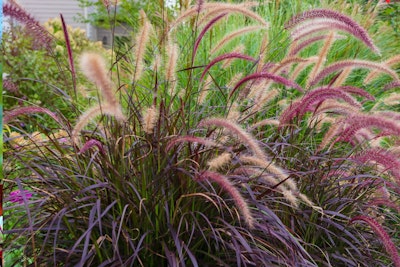 fountain grass maximalist garden fountain grass maximalist garden