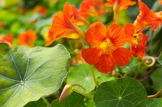 nasturtium maximalist garden nasturtium maximalist garden