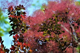smoke bush maximalist garden smoke bush maximalist garden