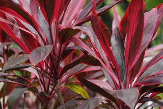 cordyline maximalist garden cordyline maximalist garden