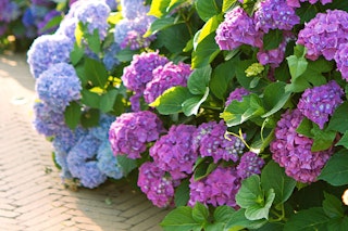 hydrangea maximalist garden hydrangea maximalist garden