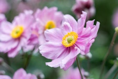 japanese anemones maximalist garden japanese anemones maximalist garden