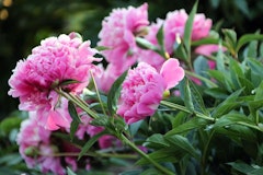 peonies maximalist garden peonies maximalist garden