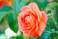 peach rose maximalist garden
