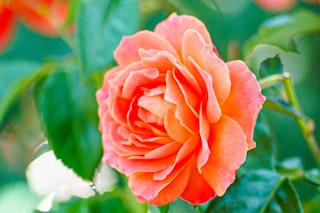 peach rose maximalist garden peach rose maximalist garden