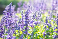 salvia maximalist garden salvia maximalist garden