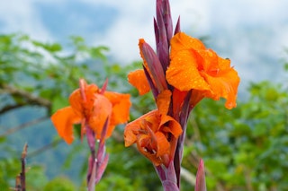 orange canna lily maximalist garden orange canna lily maximalist garden