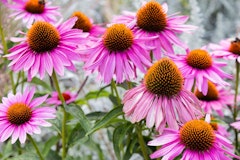 echinacea coneflower maximalist garden echinacea coneflower maximalist garden