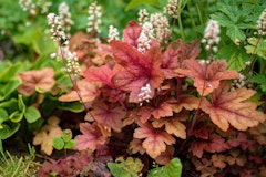 heuchera maximalist garden heuchera maximalist garden