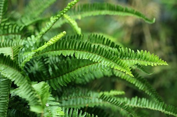 sword fern maximalist garden sword fern maximalist garden