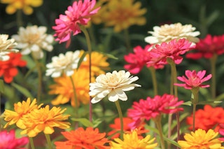 zinnia maximalist garden zinnia maximalist garden