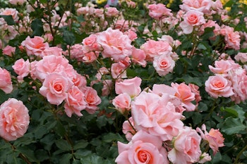 pink new zealand hybrid tea rose summerwinds california