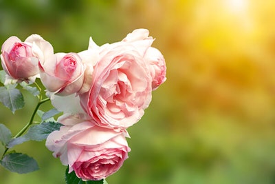 pink rose in sunlight summerwinds california
