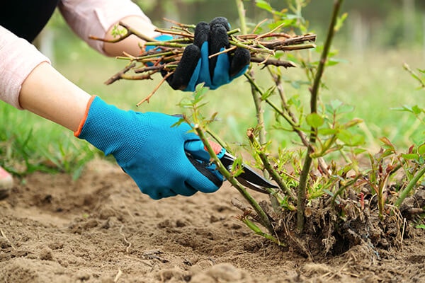 pruning rose bush in the winter summerwinds california