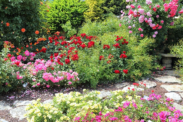 rose bush garden with stone pathway summerwinds california