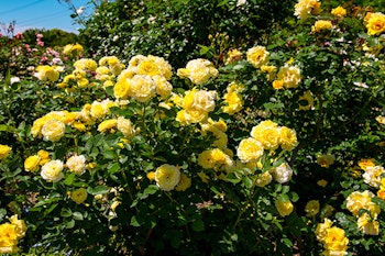 yellow julia child rose bush summerwinds california