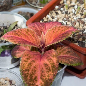  Wizard Coral Sunrise Coleus 