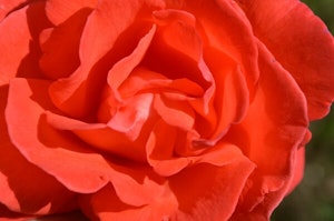  Tropicana Hybrid Tea Rose