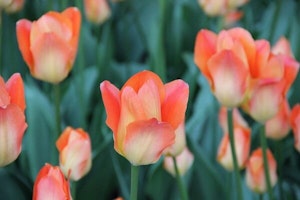  Apricot Emperor Tulip 