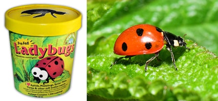 Tip Top Ladybugs Cup of Ladybugs with ladybug on a leaf