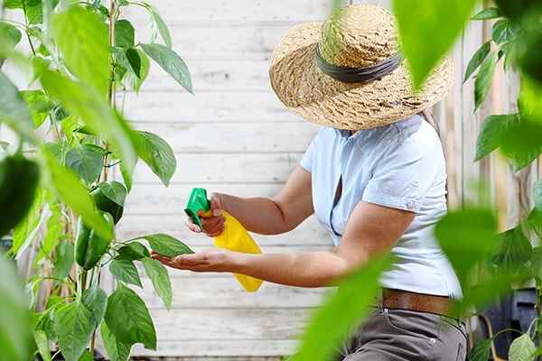 spraying plant natural pesticide summerwinds california