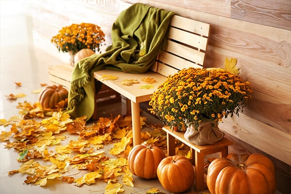 chrysanthemums and pumpkins on a bench summerwinds california