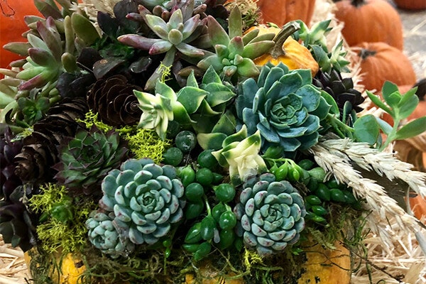 pumpkin succulent planter summerwinds california