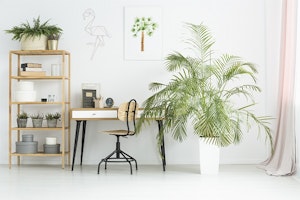 houseplants in an office