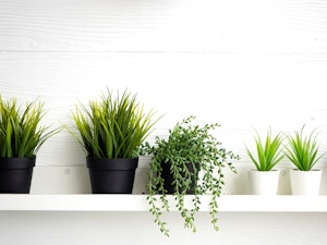 houseplants on a shelf